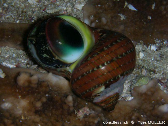 Turbo Petholatus Doris