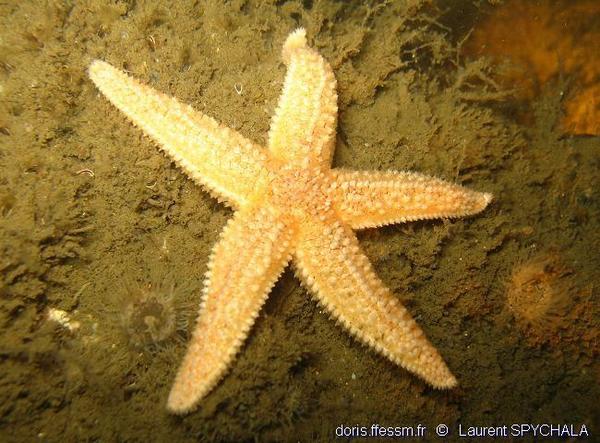 Asterias Rubens Doris Asterias Rubens Doris