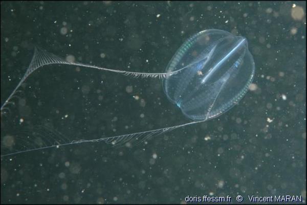 Pleurobrachia Pileus Doris