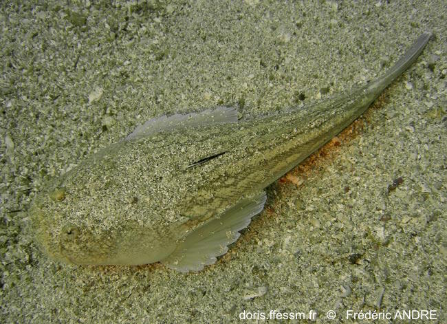 Uranoscopus scaber | DORIS