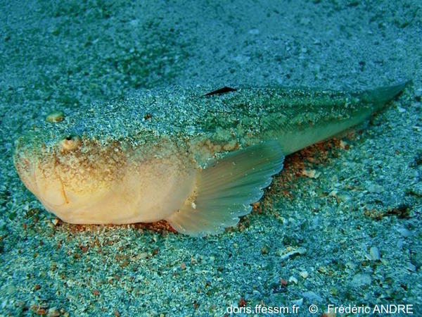 Uranoscopus scaber | DORIS