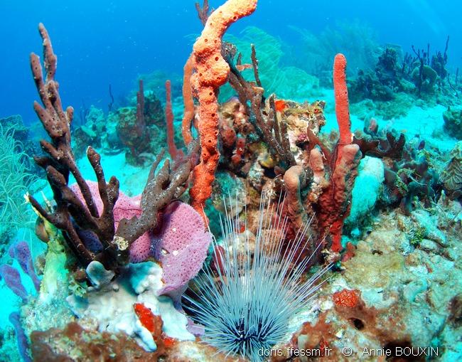 Amphimedon compressa DORIS