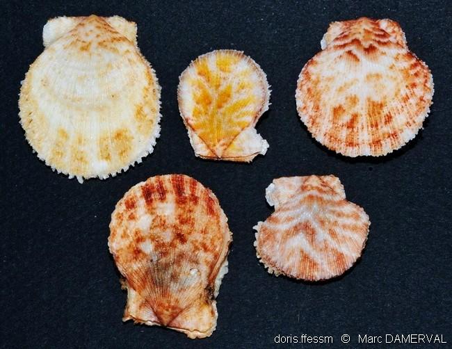 Talochlamys Pusio Doris