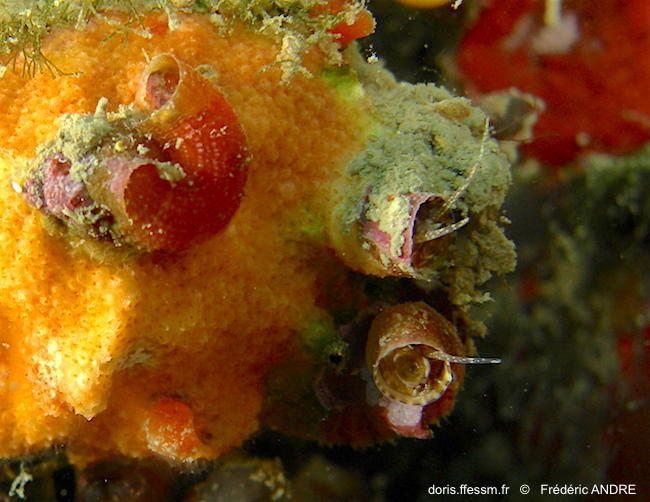 Vermetus granulatus | DORIS