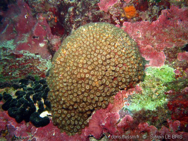 Cladocora caespitosa DORIS