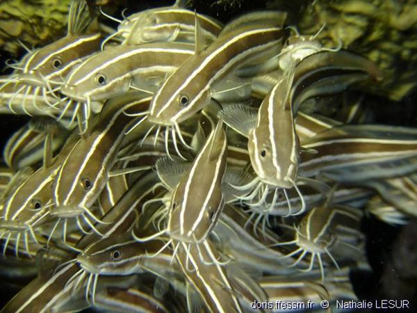 Plotosus Lineatus Doris Plotosus Lineatus Doris