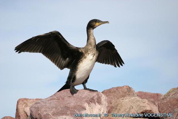 Phalacrocorax Carbo Doris