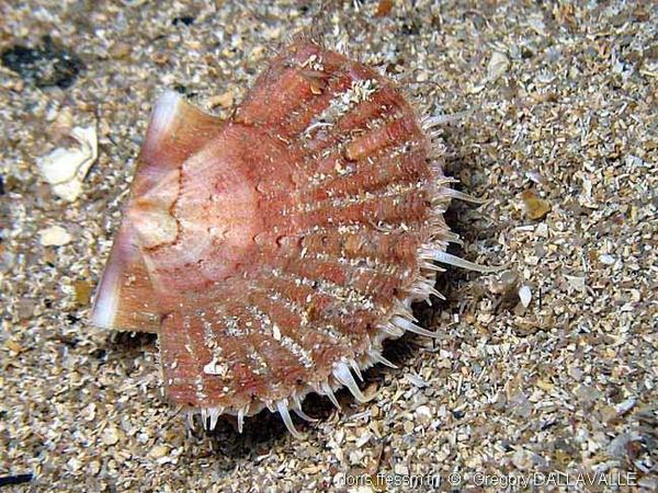 Pecten Jacobaeus Doris