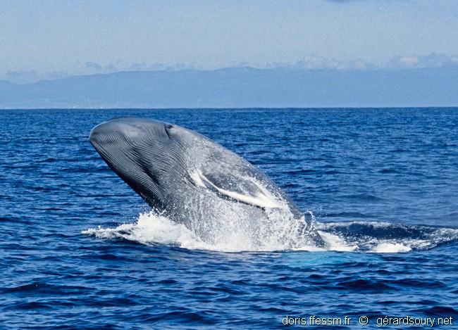 Balaenoptera_musculus-gs51