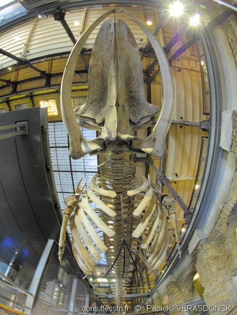 Balaenoptera_musculus-pv1