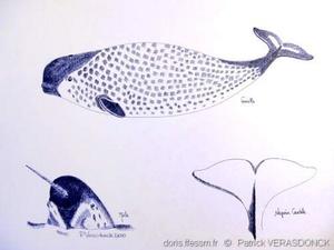 Monodon Monoceros Doris Monodon Monoceros Doris