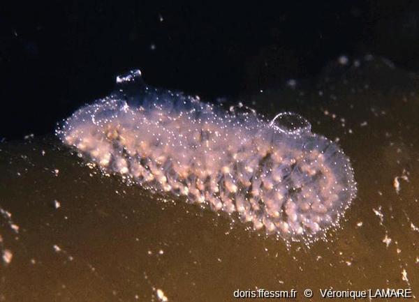 Diplosoma listerianum | DORIS
