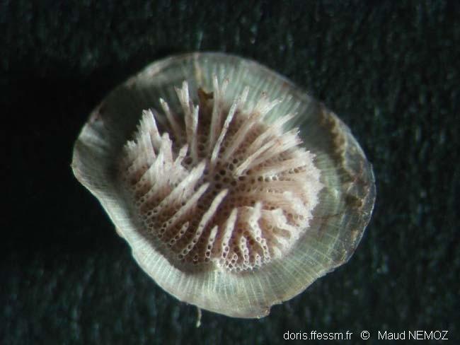 Patinella radiata | DORIS