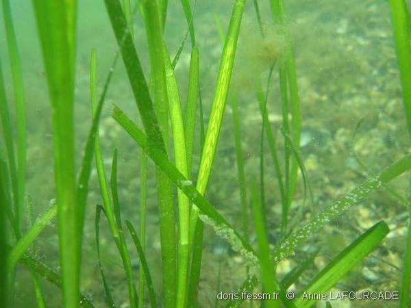 Zostera Noltei DORIS zostera-noltei-doris