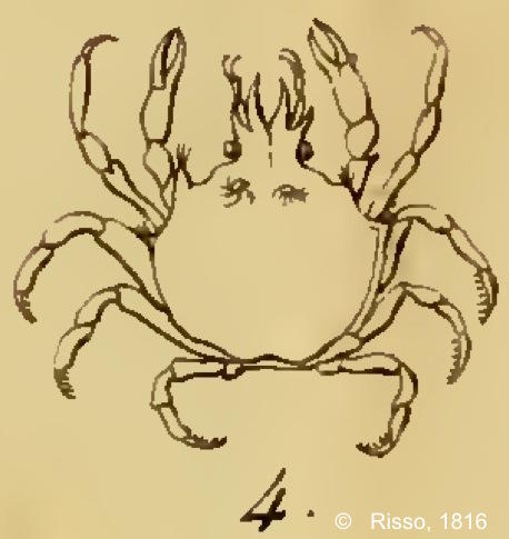 acanthonyx_lunulatus-risso1816