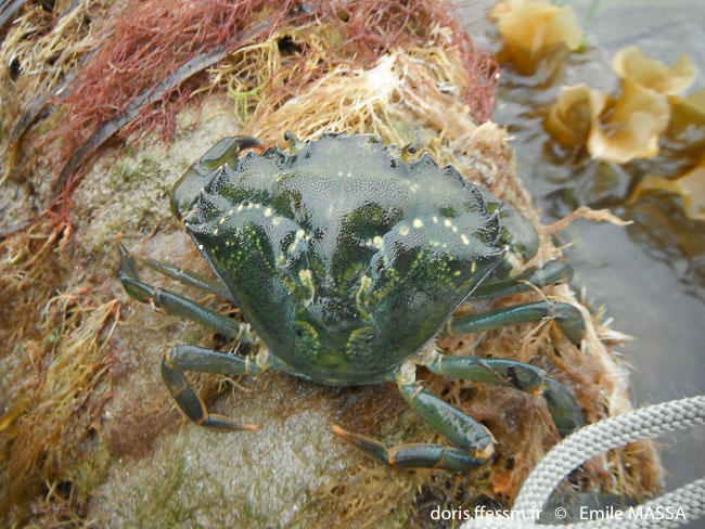 Carcinus Maenas Doris Carcinus Maenas Doris