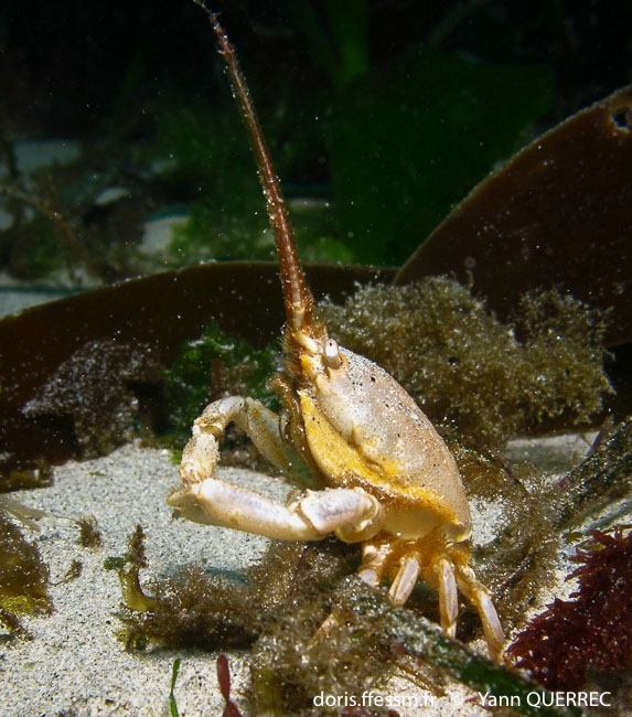 Un Crabe Corail Couronné Avec De Grandes Pinces Repose Dans Des Gorgones