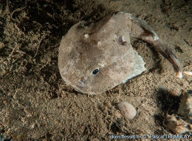 Cottunculus microps DORIS