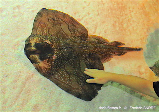 Dans un bassin tactile