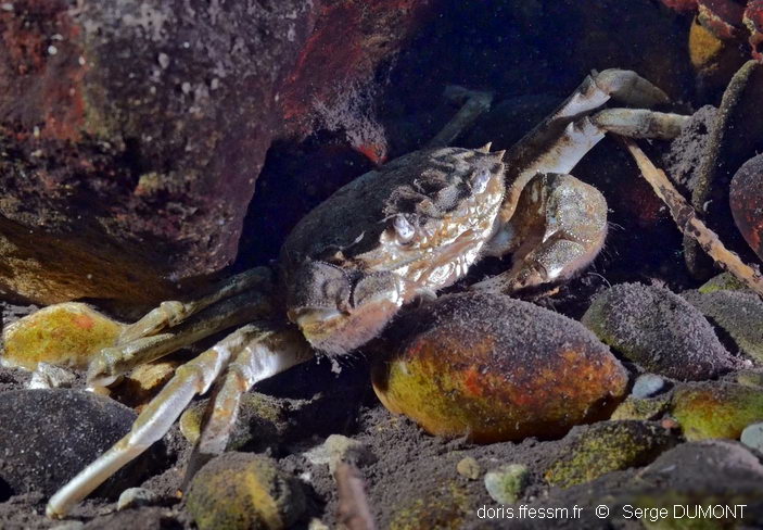 Crabe à Mitaines Japonaise Dans La Rivière Tamagawa à Tokyo Image stock -  Image du été, japonais: 252713715