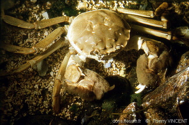 Eriocheir sinensis DORIS