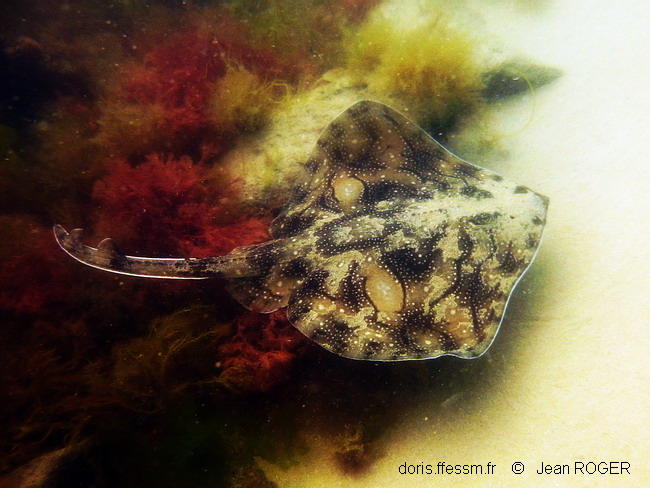 raja_undulata-jero61