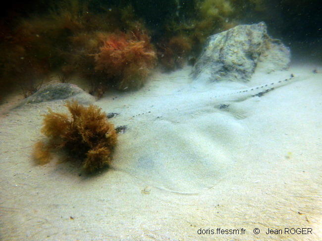 raja_undulata-jero62