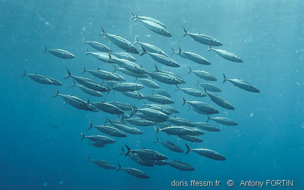 Sarda Sarda Doris