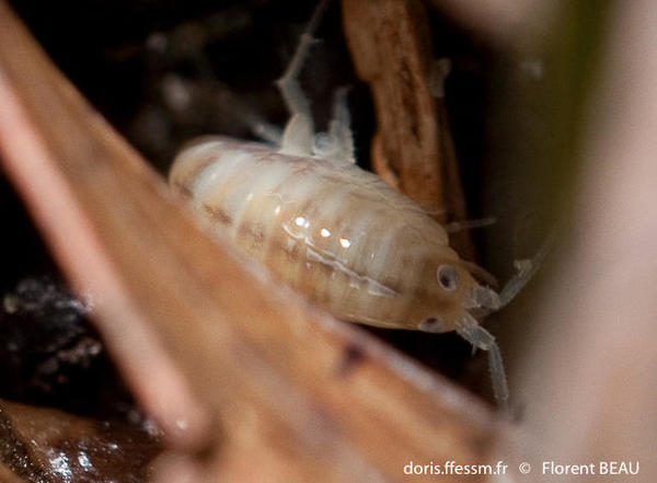 Talitrus saltator DORIS